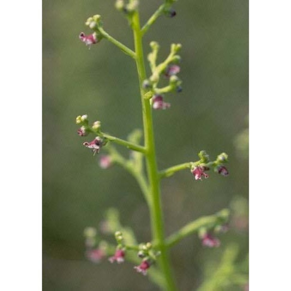 scrophularia frutescens l.