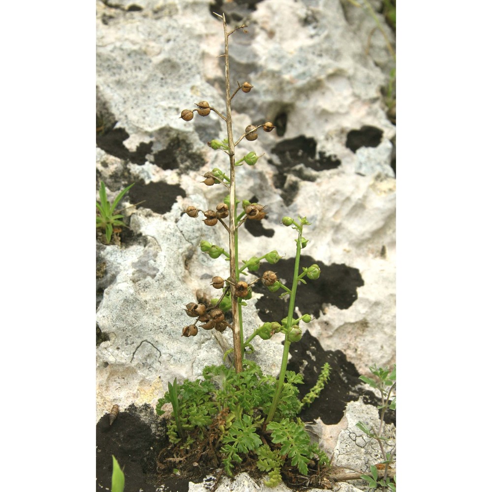 scrophularia lucida l.