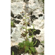 scrophularia lucida l.