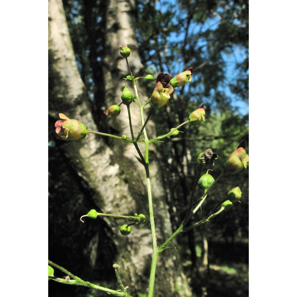 scrophularia nodosa l.