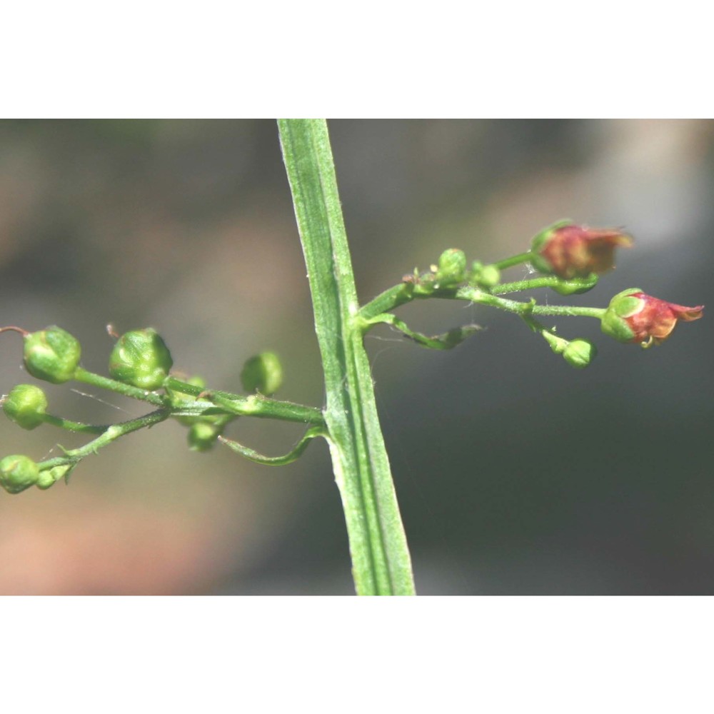 scrophularia oblongifolia loisel.