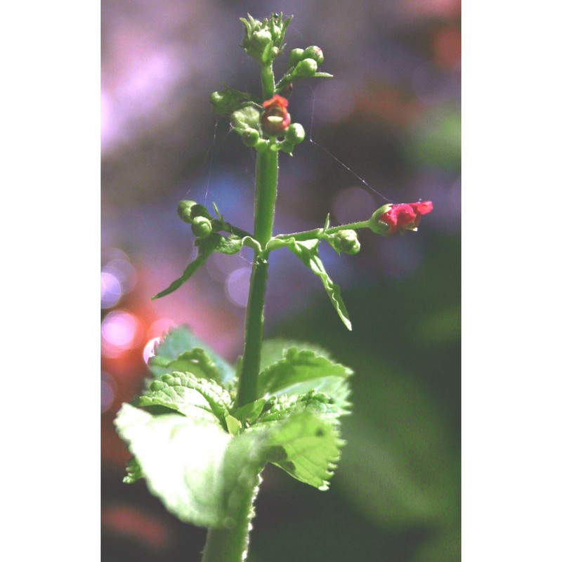 scrophularia oblongifolia loisel.