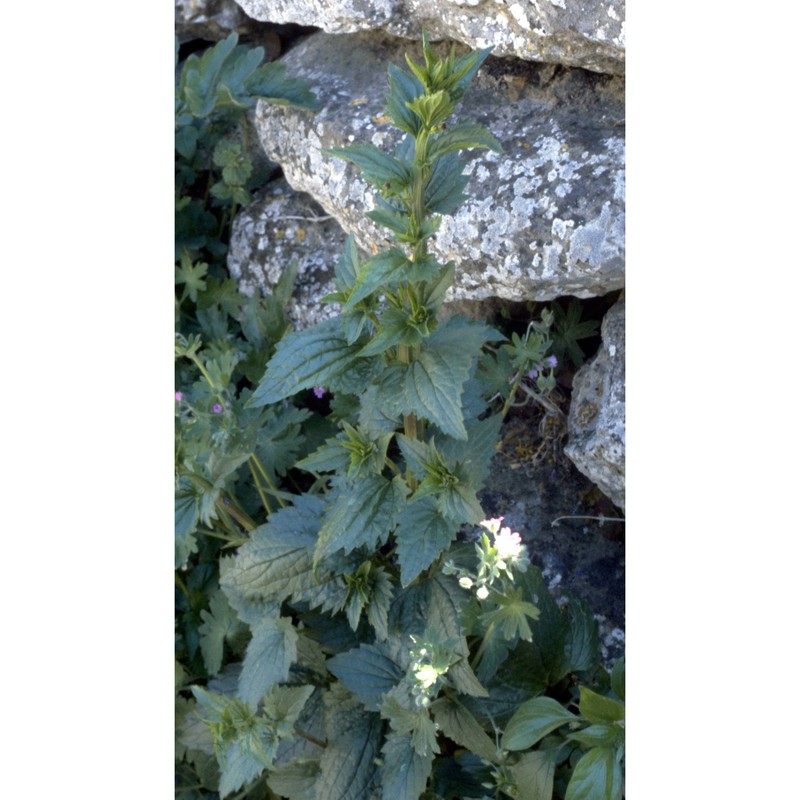 scrophularia peregrina l.