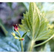 scrophularia peregrina l.