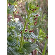 scrophularia peregrina l.