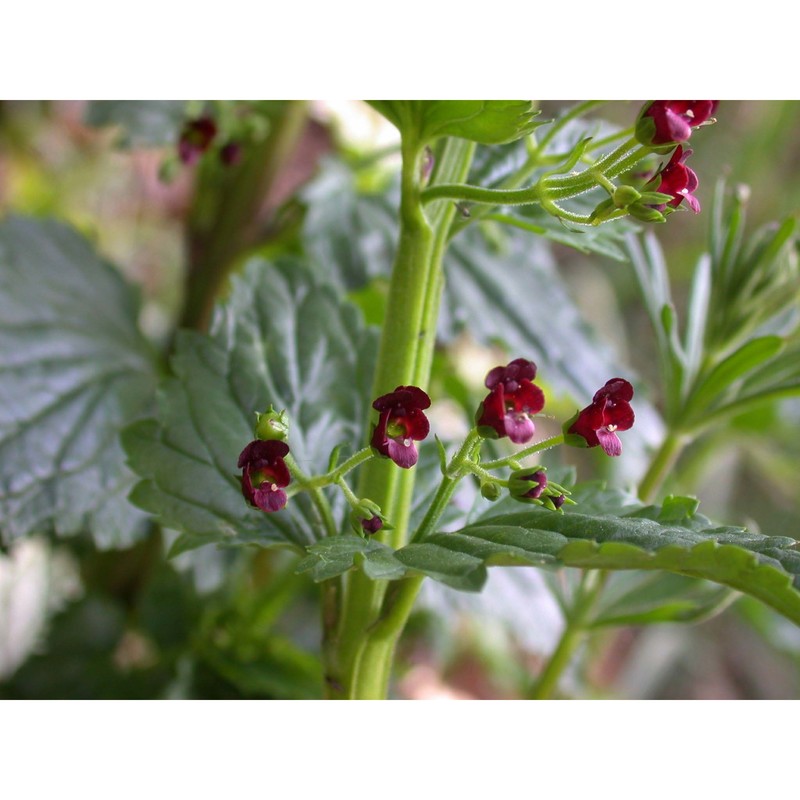 scrophularia peregrina l.