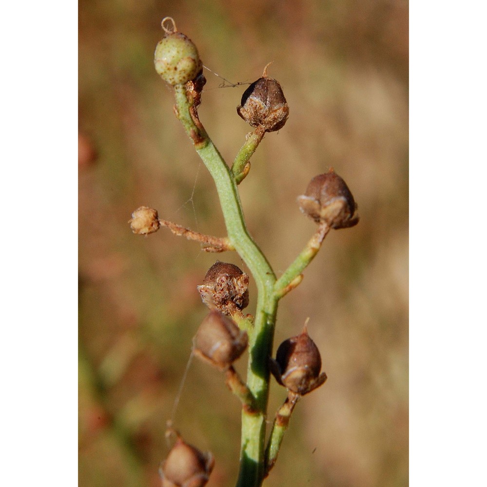 scrophularia ramosissima loisel.