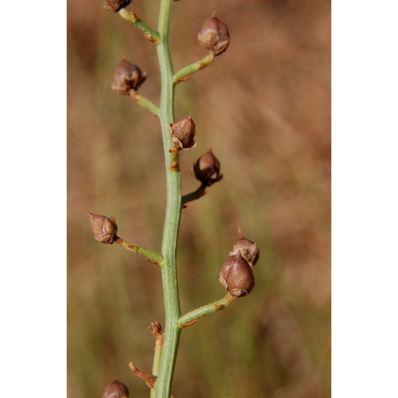 scrophularia ramosissima loisel.