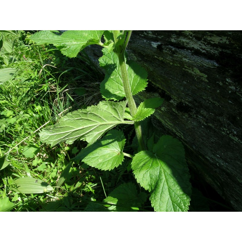 scrophularia scopolii hoppe ex pers.