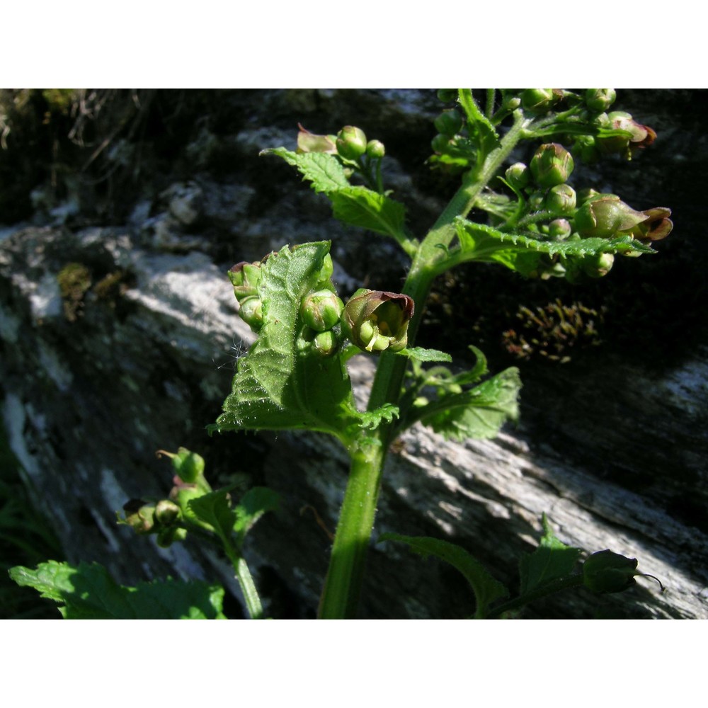 scrophularia scopolii hoppe ex pers.