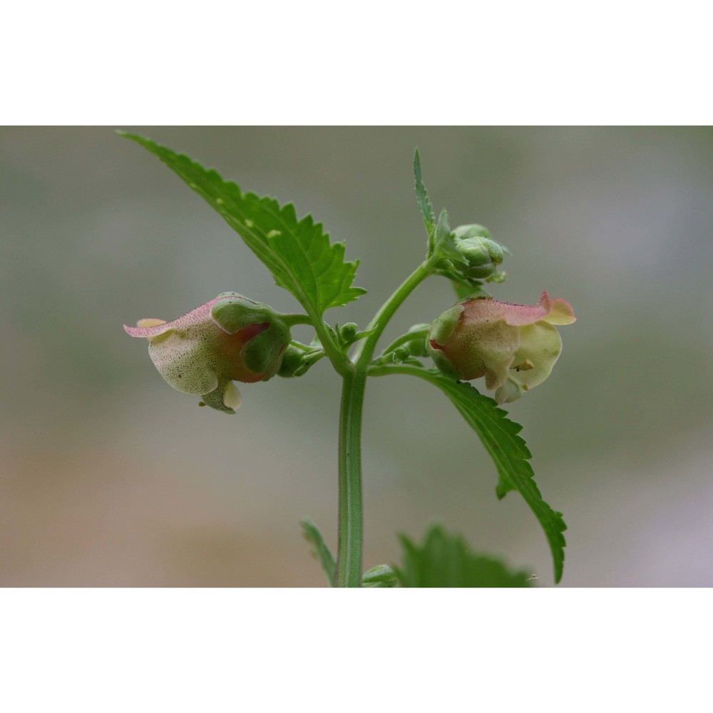 scrophularia trifoliata l.