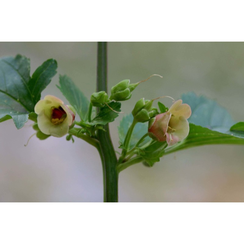 scrophularia trifoliata l.