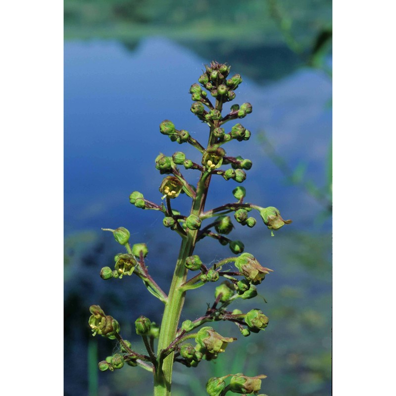 scrophularia umbrosa dumort.