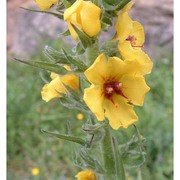 verbascum boerhavii l.