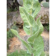 verbascum boerhavii l.