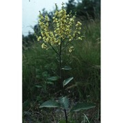 verbascum chaixii vill.