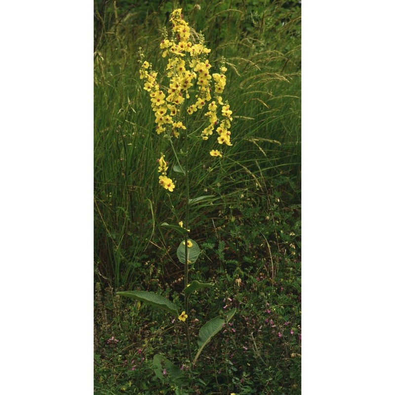 verbascum chaixii vill.