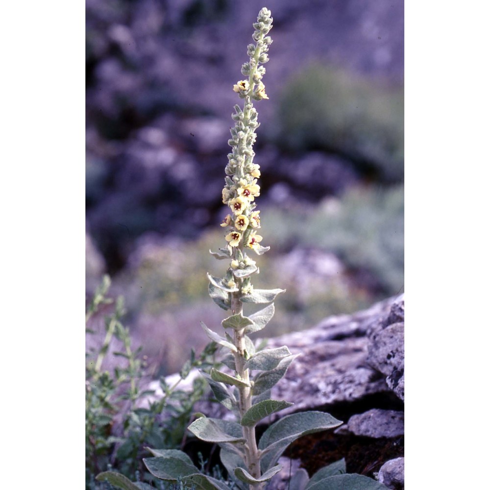 verbascum conocarpum moris