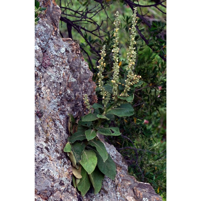 verbascum conocarpum moris