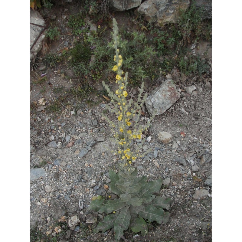 verbascum conocarpum moris