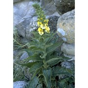 verbascum creticum (l.) cav.