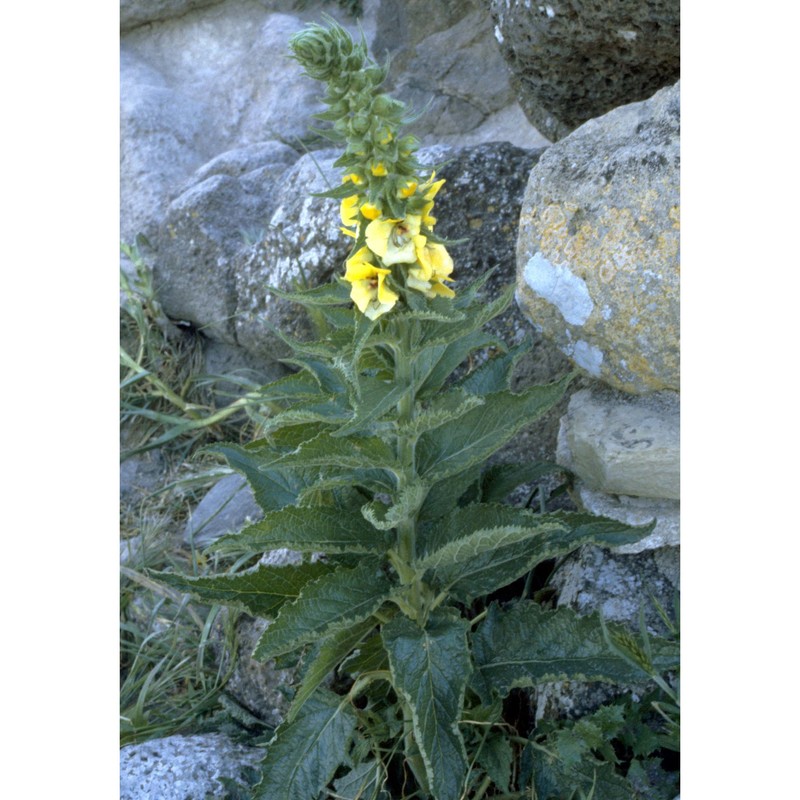 verbascum creticum (l.) cav.