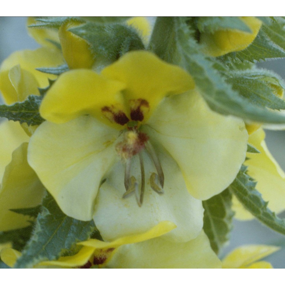 verbascum creticum (l.) cav.