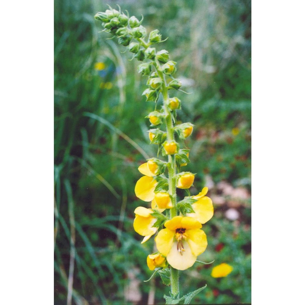 verbascum creticum (l.) cav.