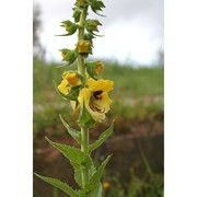 verbascum creticum (l.) cav.