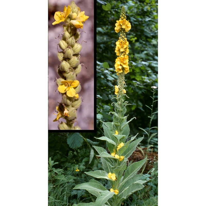 verbascum densiflorum bertol.