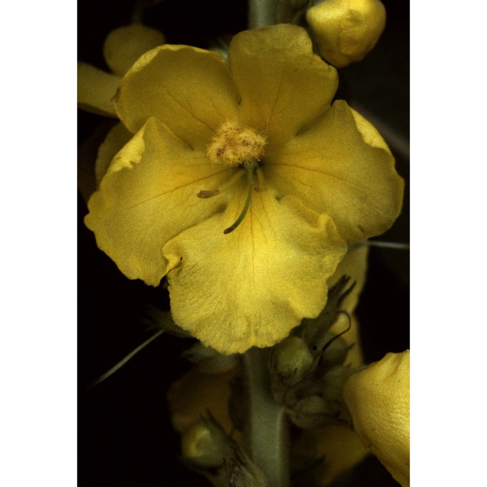 verbascum densiflorum bertol.