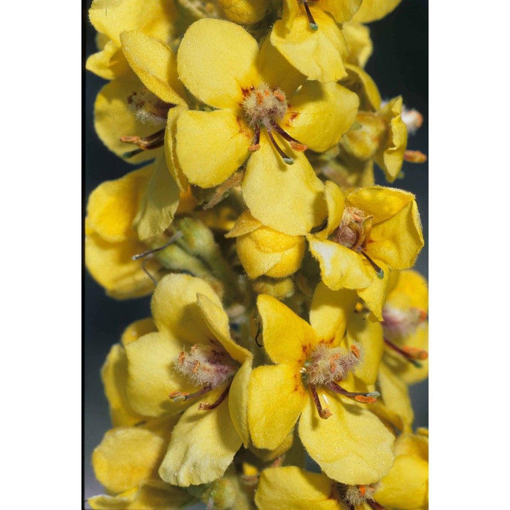 verbascum densiflorum bertol.