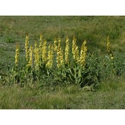 verbascum longifolium ten.