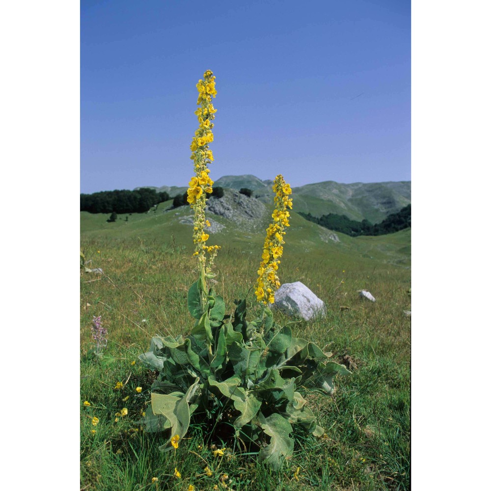 verbascum longifolium ten.