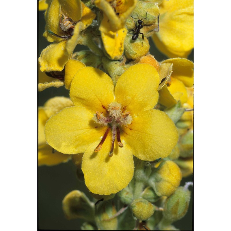 verbascum longifolium ten.