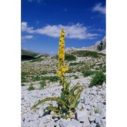 verbascum longifolium ten.