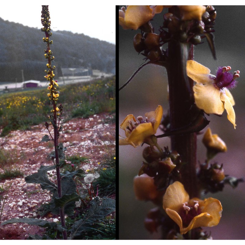 verbascum nigrum l.