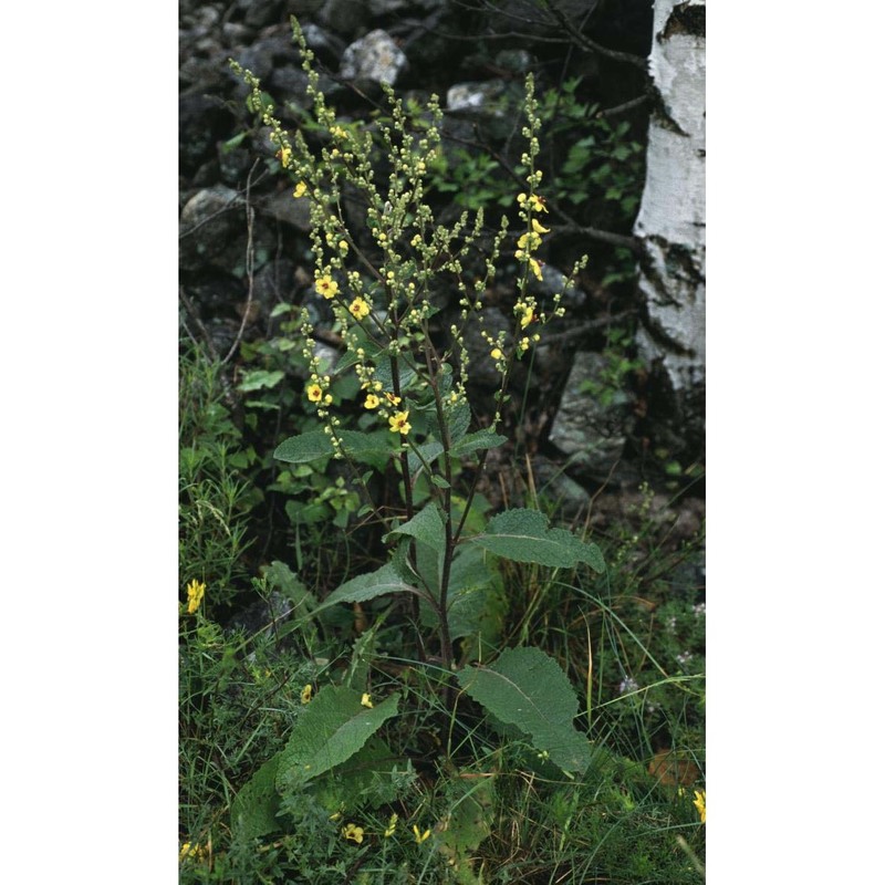 verbascum nigrum l.