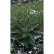 verbascum nigrum l.