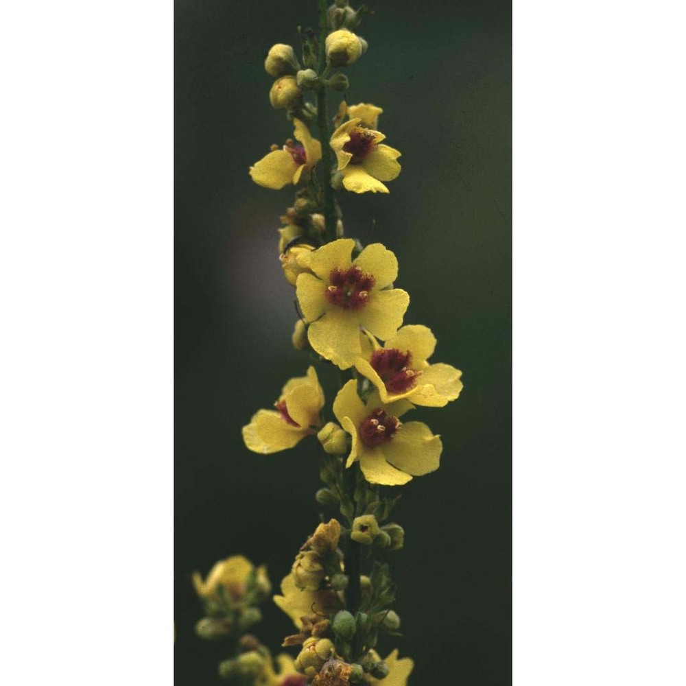 verbascum nigrum l.