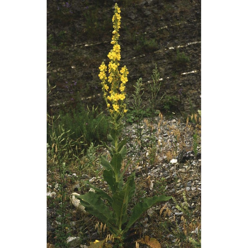 verbascum phlomoides l.