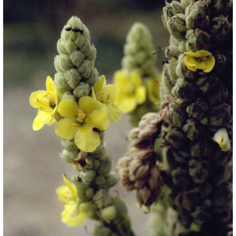 verbascum phlomoides l.