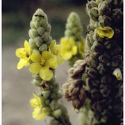 verbascum phlomoides l.