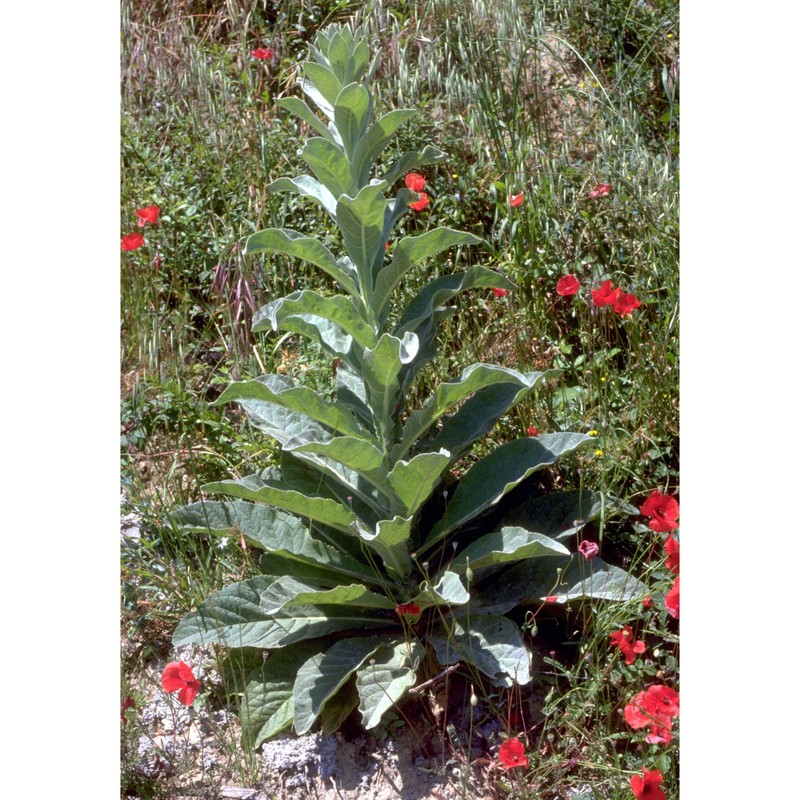 verbascum phlomoides l.