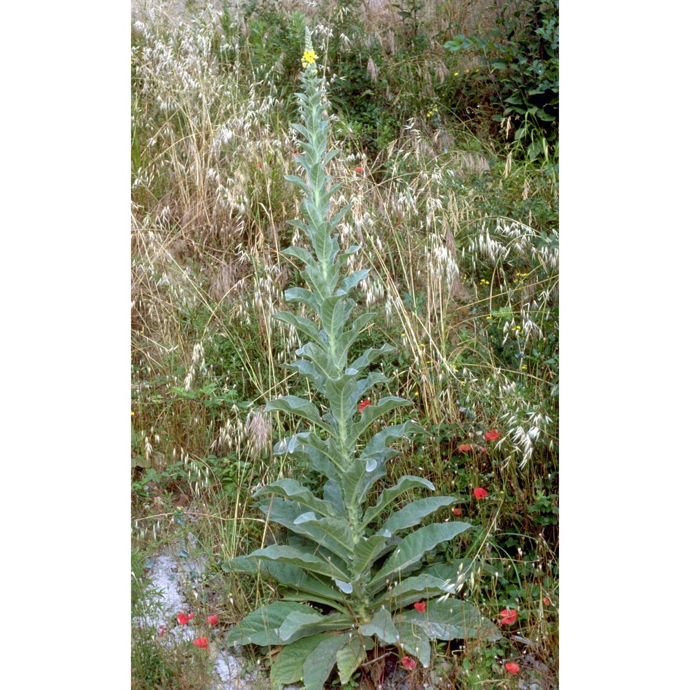 verbascum phlomoides l.