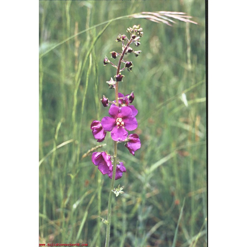 verbascum phoeniceum l.