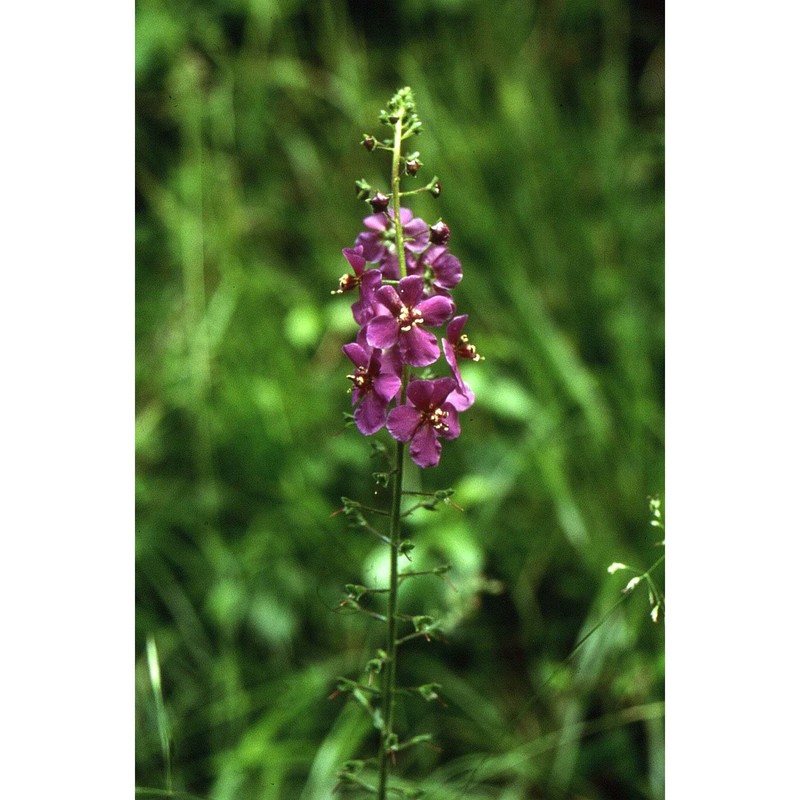 verbascum phoeniceum l.