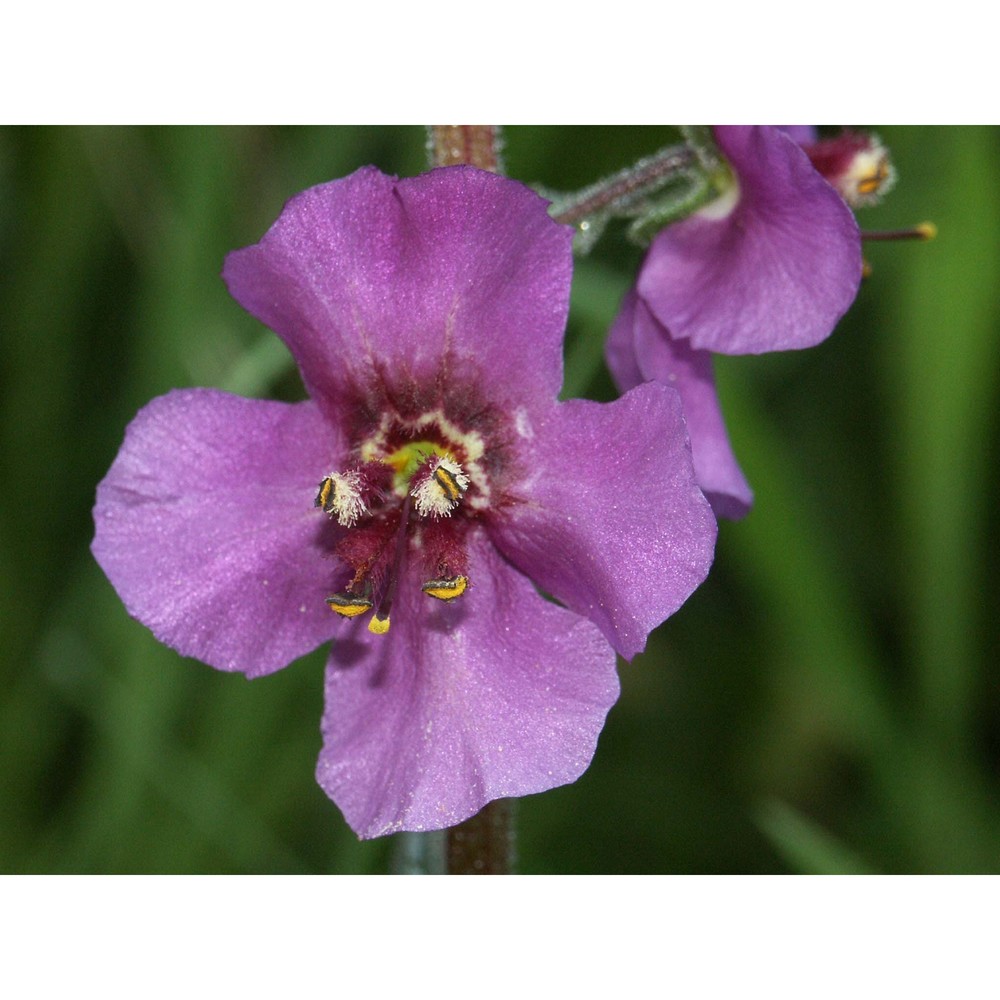 verbascum phoeniceum l.