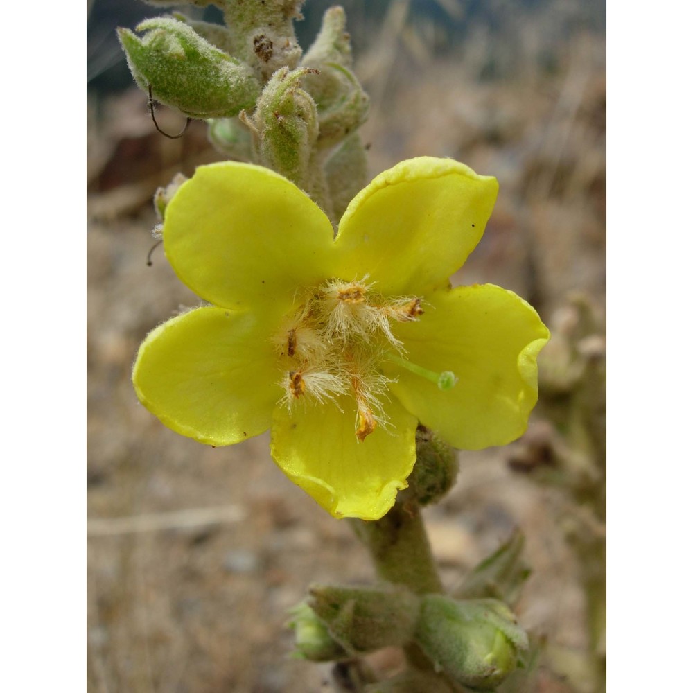 verbascum plantagineum moris