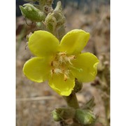 verbascum plantagineum moris